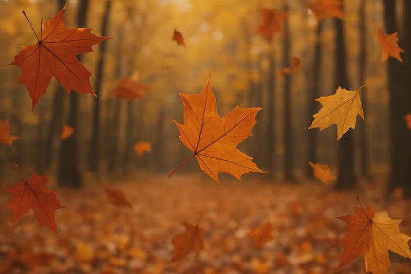 Fall into Savings Banner